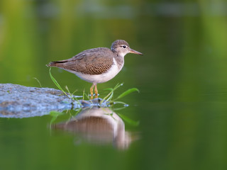 Spotted Sandpiper with Reflection