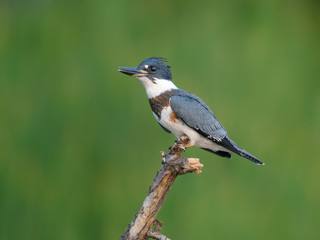 Belted Kingfisher Closeup Portrait on Green Background