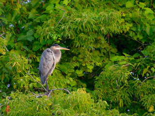 Great Blue Heron Perched in Trees