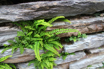 Ferns