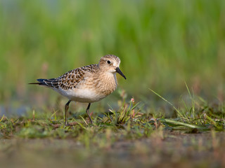 Baird's Sandpiper Foraging