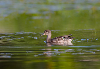 Female Green-winged Teal Swimming