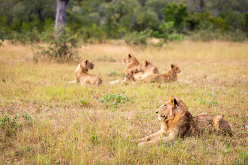 Young Male Lion Lying By Himself in the Grass with Five Members of His Pride Lying Behind Him in Sabi Sands, near Kruger, South Africa