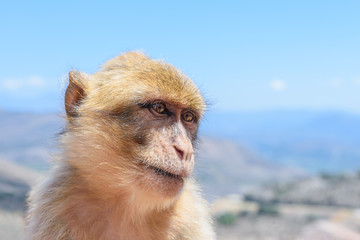The monkey sits on the rocks and looks at someone.