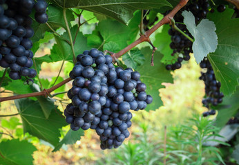 Bunch of grape on branch in late autumn
