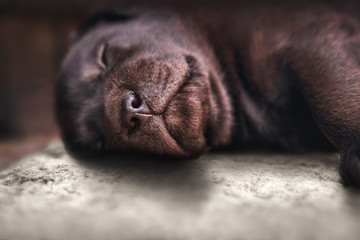 close up of young tired brown labrador retriever dog puppy pet sleeping on ground