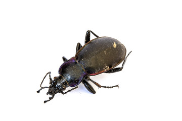 Dead Black Insect Beetle on White Background
