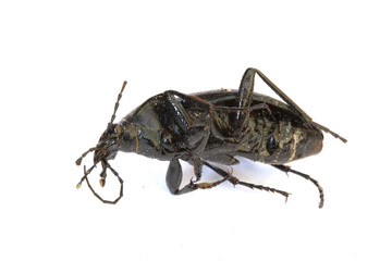 Dead Black Insect Beetle on White Background