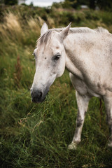 Obraz na płótnie Canvas Irish White Horse