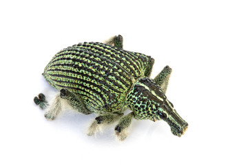 Dead Green Insect On White Background