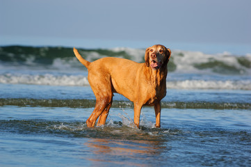 Vizsla dog outdoor portrait standing in blue water