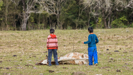 Two little boys in front of a dead cow, in a pasture in Paraguay.