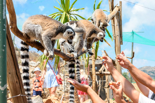 Ring-tailed lemurs feeding in a contact zoo.