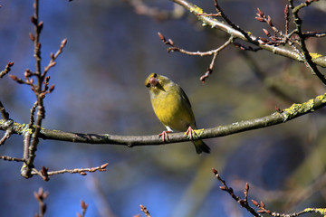 Neugierig schauender Grünfink
