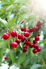 Cherry hang on tree in sunny rays. Sun lights illuminating cluster of cherry berries