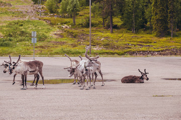 Fototapeta na wymiar Luosto Lapland, reindeers on a parking lot