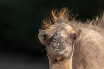 Kamel