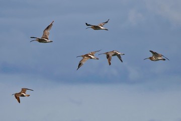 Flock of Curlews flying over