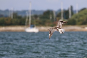 Curlew in flight