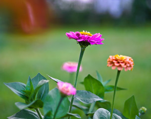 Beautiful multicolored flowers on a blurred background of nature and meadow. Stock Photo for design