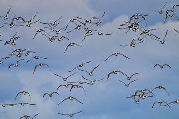 Flock of Oyster Catchers flying over