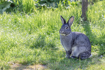 Naklejka na ściany i meble a cute, gray rabbit in a garden