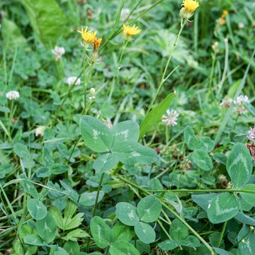 Four-leaf clover in a meadow