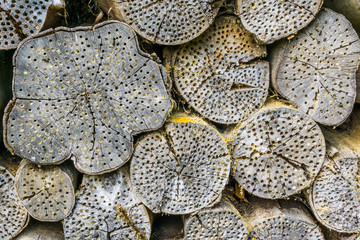 insect houses made in tree trunks texture background