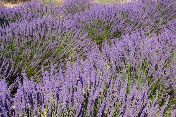 piante di lavanda fiorite