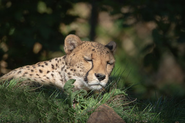 Gepard © Marlene