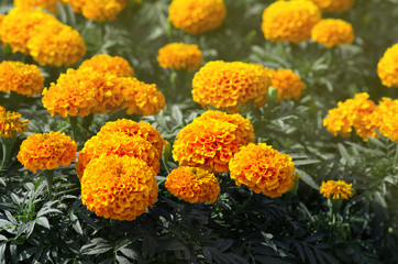 Lots of beautiful flowers in the garden. They are often called Mexican, Aztec or African marigold (Tagetes erecta).