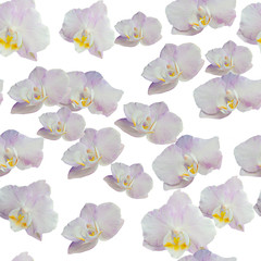 pattern seamless texture pink orchid