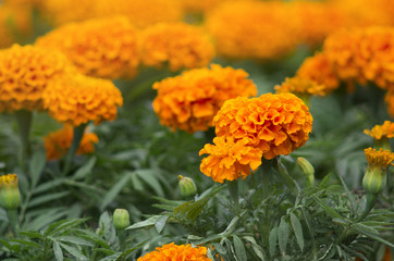 Lots of beautiful flowers in the garden. They are often called Mexican, Aztec or African marigold (Tagetes erecta).