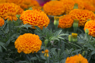 Lots of beautiful flowers in the garden. They are often called Mexican, Aztec or African marigold (Tagetes erecta).