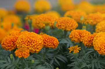 Lots of beautiful flowers in the garden. They are often called Mexican, Aztec or African marigold (Tagetes erecta).