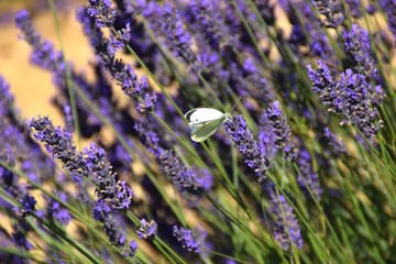 farfalla su spighe di lavanda