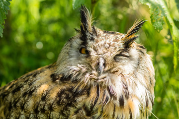 Portrait of a Siberian Eagle Owl ( Bubo Bubo Sibericus ) head with green background outdoors