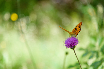 The silver-washed fritillary butterfly (Argynnis paphia) on the pink flower, with the blurred bright green background