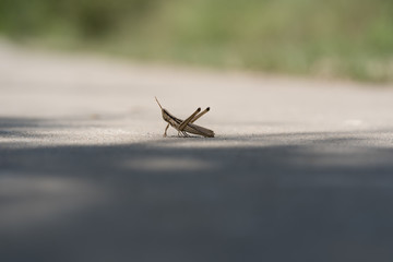 Grasshopper on a concrete path on a sunny summer day in a Texas city park
