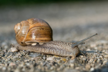 Weinbergschnecke freigestellt mit Schneckenhaus