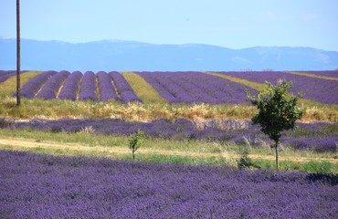 campi di lavanda in Provenza
