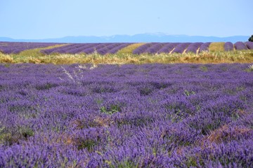 Naklejka premium campo di lavanda in Provenza