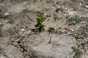 Young shoot on a stump from a cut tree on a sunny day in the Dallas park