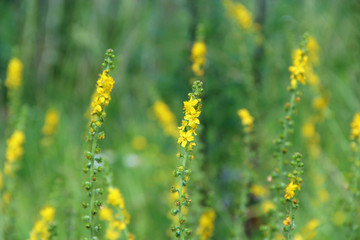 Yellow flowers of Agrimonia eupatoria blossoming in field. Medicinal plant