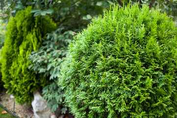 backyard small trees design