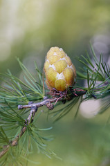 Photo of fir branch with a cone, selective focus.