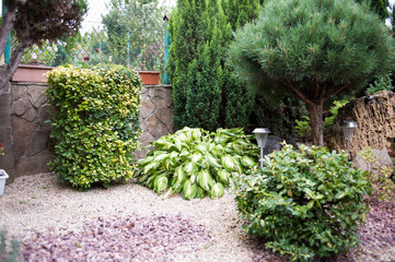 backyard small trees design