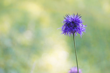 Photo of beautiful Centaurea scabiosa on the field with a natural rainbow effect.