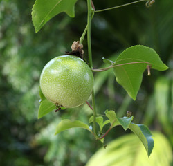 passion fruit green