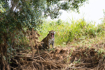Jaguar from Pantanal, Brazil